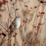 202525期大乐透开奖结果最新公布 26w0t4