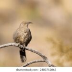 468开奖直播现场全程高清实时在线观看 8pyl559j